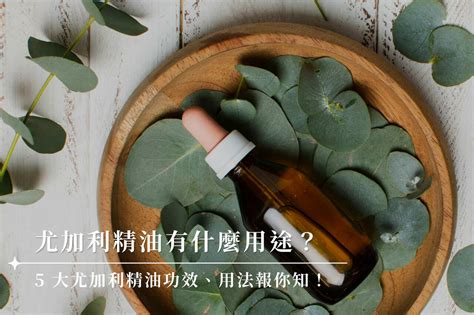 尤加利精油禁忌|尤加利精油有什麼用途？5 大尤加利精油功效、用法報。